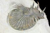 Undescribed Trilobite (aff Bojoscutellum) - Rare! #96824-1